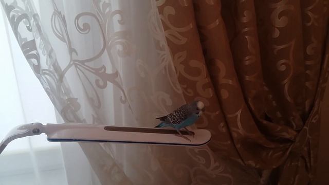 ЛИНЬКА ВОЛНИСТОГО ПОПУГАЯ || Первая линька попугая