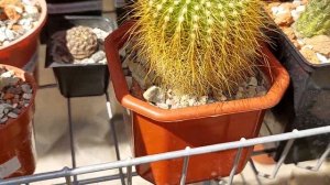 Эхиноцереусы в моей коллекции. Выращивание и уход за ними. Обзор цветущих кактусов.