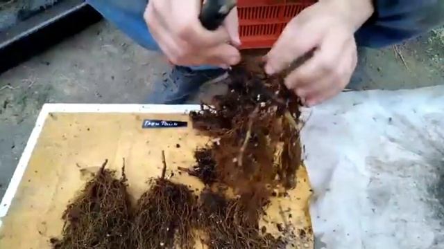 Подготавливаем корень малины к весеннем сезону смотреть онлайн