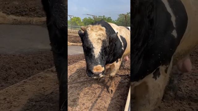 Dangerous growth hormones #bull смотреть онлайн