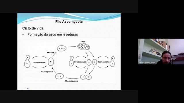 Ciclos de vidas: Ascomycota x Basidiomycota смотреть онлайн