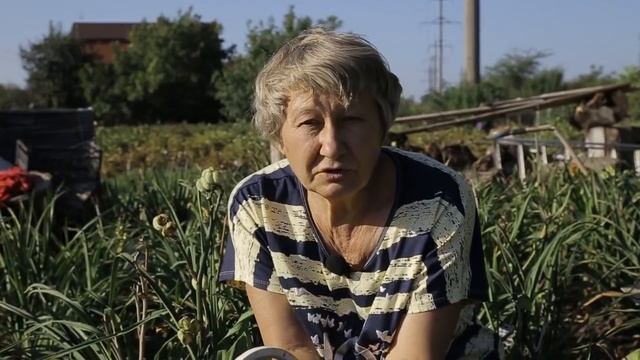 Лилейники! Сбор коробочек 2017 год смотреть онлайн