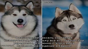 Тексель - только мясо