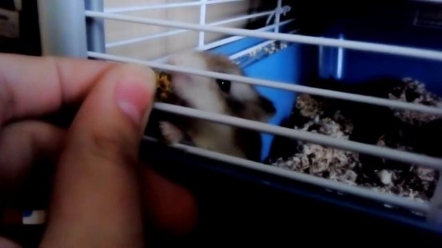 Хомяк роборовского и чумиза ? смотреть онлайн