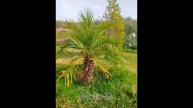 Realme C53 VS Motorola Moto G Camera Test Comparison смотреть онлайн