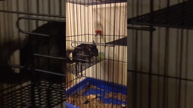 Моя шиншилла играет с мячиком смотреть онлайн