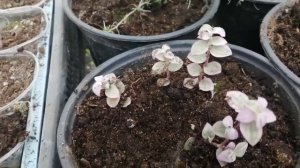 Каллизия "Розовая пантера" обзор, черенкование.