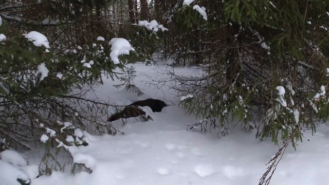 Закрытие лицензии на кабана 2022-2023 #4(18+)