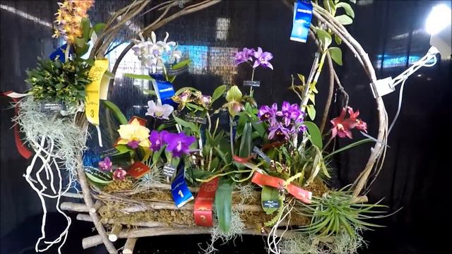Orchid show OrchidFête 2016 by ECOS - Crystal Star Orchids and Raymond Lussier displays смотреть онлайн