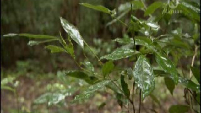 Горы тропических дождей смотреть онлайн