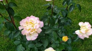 Роза Глория Дей