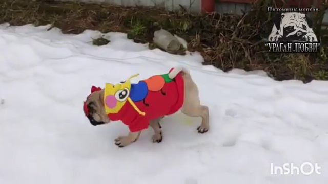 Доступна для продажи девочка породы мопс. Питомник Ураган Любви Вайбер/Ватсапп +79295697219 смотреть онлайн