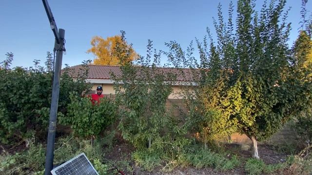 How To: SUMMER PRUNING FRUIT TREES! | Pruning Example: Plum, Pluot, Pluerry, Aprium Part 1/2 смотреть онлайн