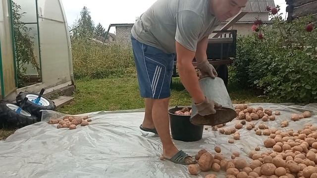 Копать картофель легко ! ТЕСТ НОВОЙ КОПАЛКИ. смотреть онлайн