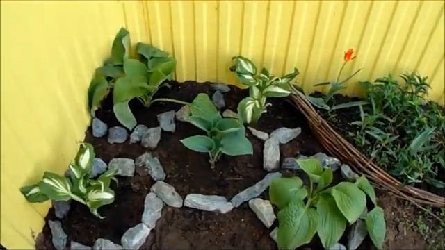 Продолжаю пересаживать хосты Высадила перцы и капусту брокколи смотреть онлайн