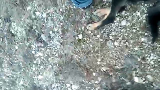Собака с тросом на шее, мангуп. БФ "Лапа Помощи" г. Севастополь смотреть онлайн