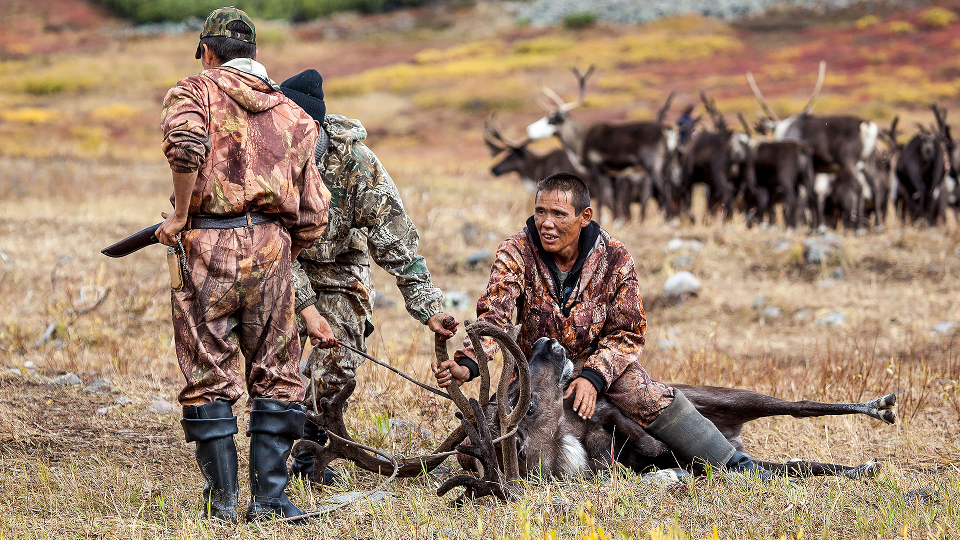 Зачем коренные народы едят панты (рога оленя). Сколько стоят панты. Лечебные свойства | Факты смотреть онлайн