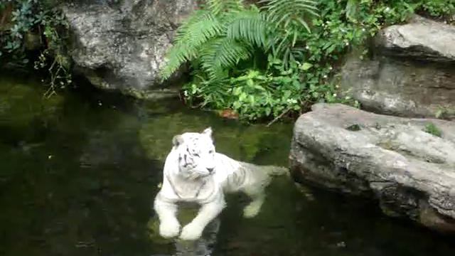 singapore_zoo_white_tiger.MPG смотреть онлайн