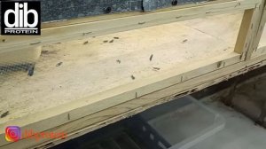 Сетка для мухи чёрная львинка (инсектарий)