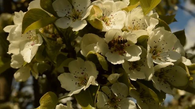 Как снимает видео Nikon d 3300 с авито за 10тр смотреть онлайн