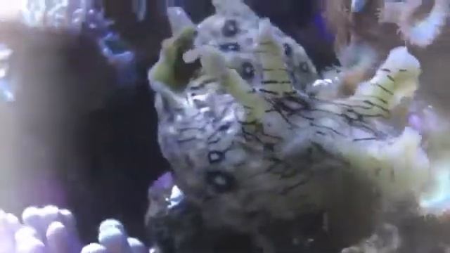 Морской заяц смотреть онлайн