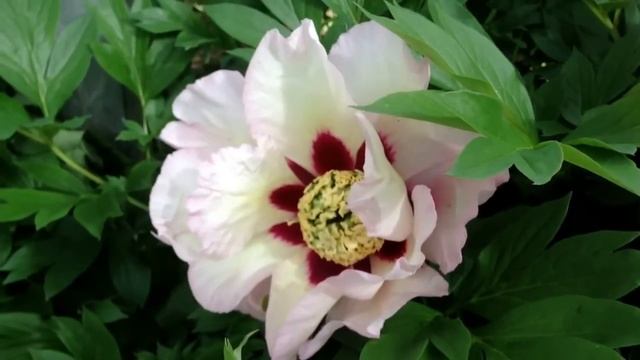 Peony Pastel Splendor (Itoh Hybrid) - Www.peonyshop.com
