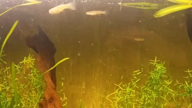 Fundulus catenatus and Lucania goodei смотреть онлайн