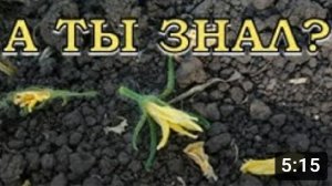 Почему опадает цвет у томатов????