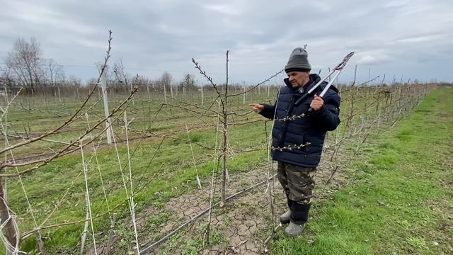 Как садить интенсивный черешневый сад. смотреть онлайн