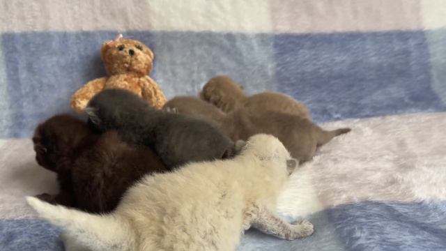 Newborn kittens meowing loudly 6th day after birth смотреть онлайн