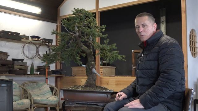 Picea abies смотреть онлайн