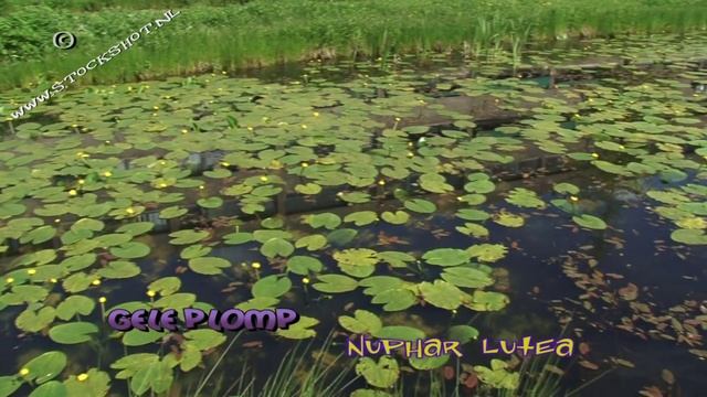 gele plomp - nuphar lutea - yellow water-lily смотреть онлайн