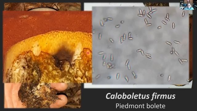 August Virtual ID Table (MAWDC 8/3/21) смотреть онлайн