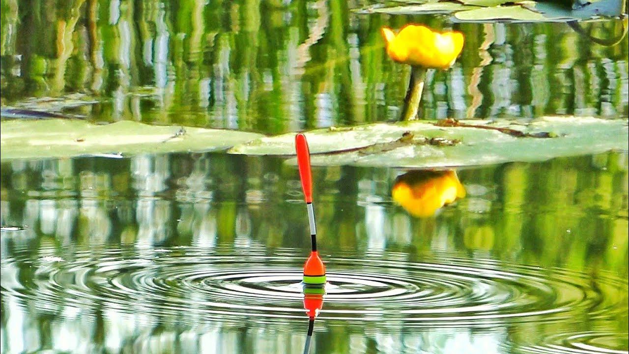 НА ПОПЛАВОК В КУВШИНКАХ! ОНИ ГНУТ КРЮЧКИ, ЛЕСКА НА ПРЕДЕЛЕ! Рыбалка с лодки на поплавочную удочку смотреть онлайн