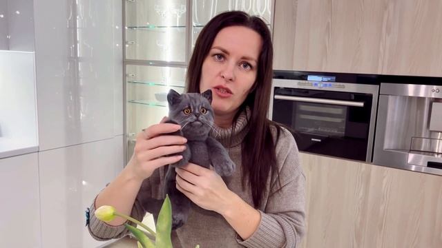 Британский котёнок смотреть онлайн