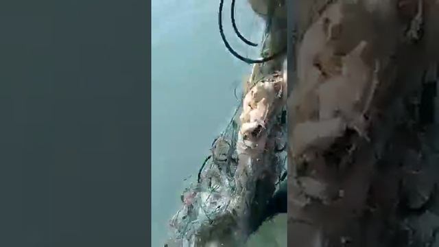 Брошенные китайские сети Ужас смотреть онлайн