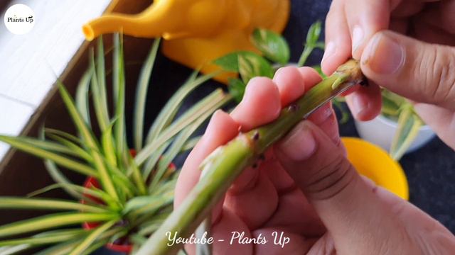 How to Propagate Syngonium Plant in Water by Leaf and Stem cuttings | Grow and Care Arrow Head Plan смотреть онлайн