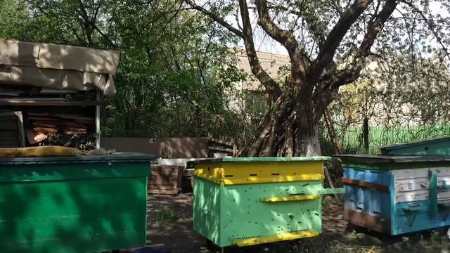 #пчелы Пересадка пчел в новый улей. (посмотрите как это интересно) смотреть онлайн