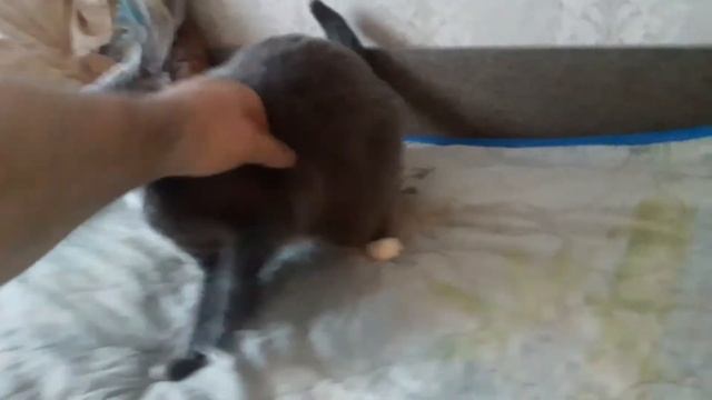 МОЙ КОТ ВЗБЕСИЛСЯ И НАЧАЛ МЕНЯ КУСАТЬ И ГРЫЗТЬ. смотреть онлайн