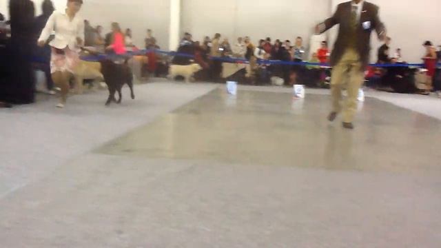 Россия 2013 Лабрадоры рабочий класс