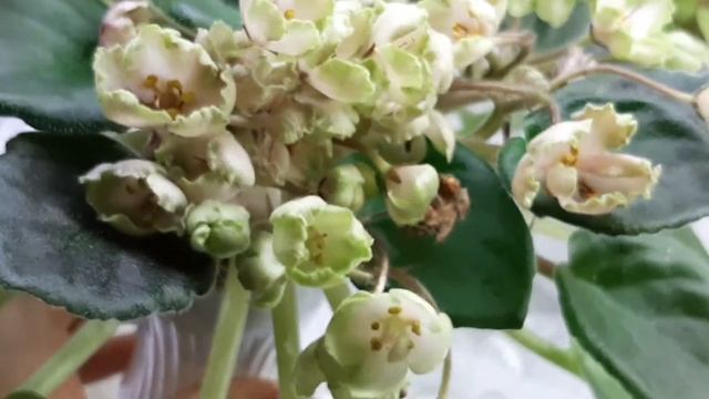 Выставка фиалок в Одессе Люстдорфская дорога 152/6 ( ЛЕ-ЛАДА) смотреть онлайн