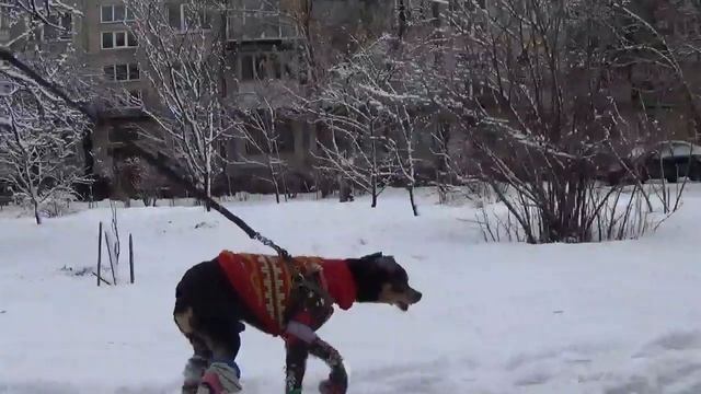КотоПес Той Терьер Снегоход! Как Ходить по Сугробам? смотреть онлайн