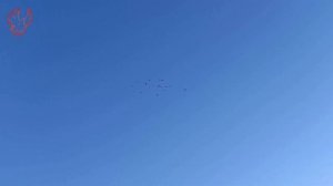 Голуби Тульской области.