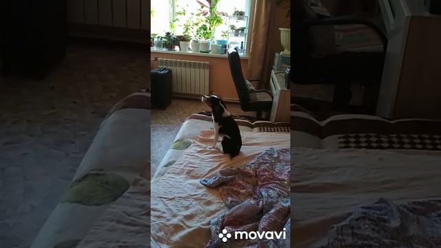 Кавалер Кинг Чарльз Спаниель - 39