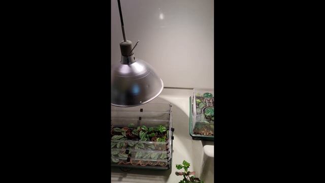 Silverlady Scindapsus I Care and Propagation смотреть онлайн
