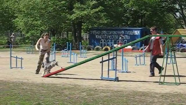 юл аджилити.avi смотреть онлайн