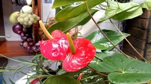 Антуриум содержание, полив, уход