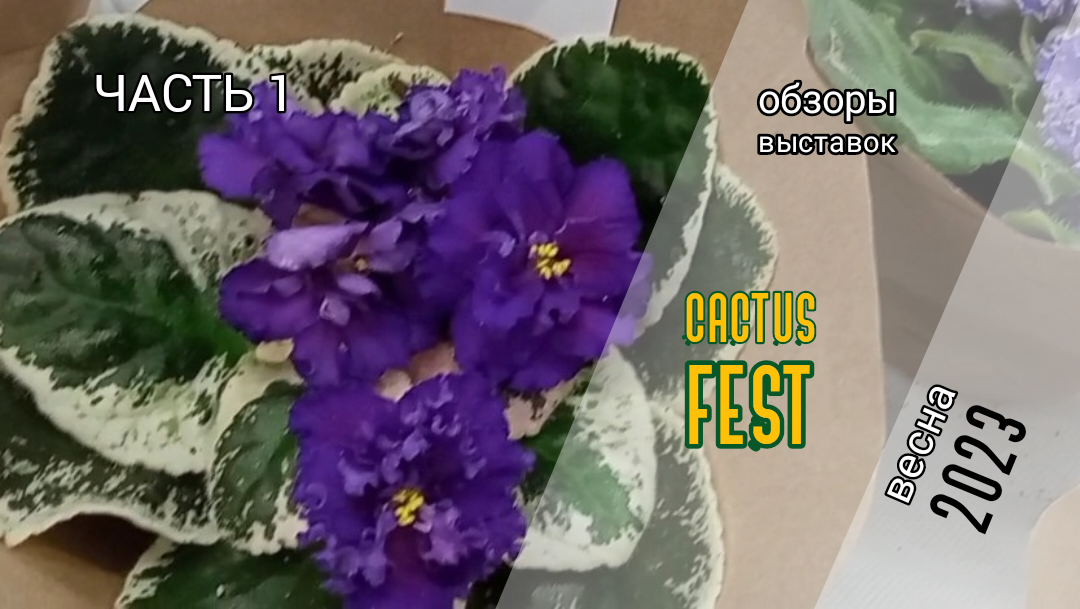 CACTUS FEST | Весна 2023 | Часть 1. Сенполии