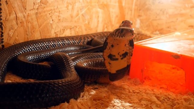 ДОЛГОЖДАННОЕ ЗНАКОМСТВО КОБР! Ссаживаем самых больших кобр смотреть онлайн