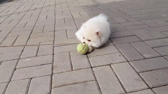 Белый шпиц мальчик? смотреть онлайн